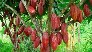 Policarpa: los retos del cacao de la paz | VerdadAbierta.com