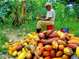 cacao1.jpg